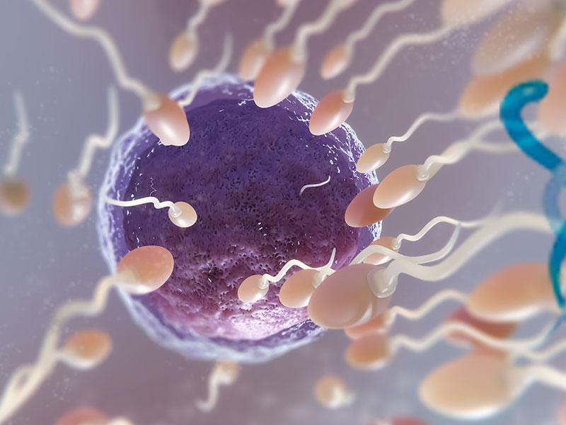 Ankara Tüp Bebek Başarı Oranları Hakkında Bilmeniz Gerekenler